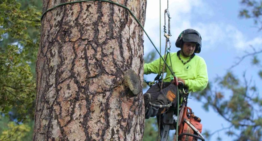 Tree Service in Oak Park, IL